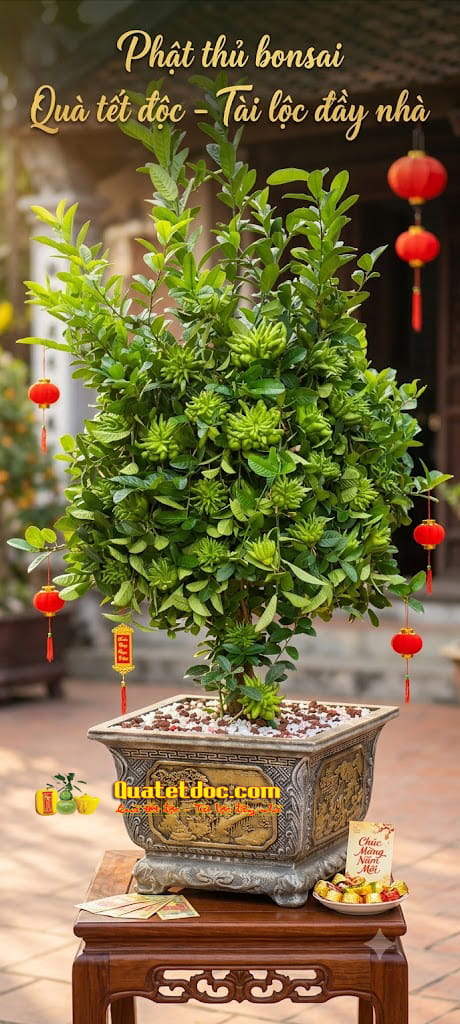 phat thu bonsai