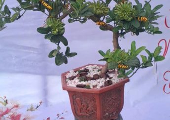 Cách Chọn Cây Phật Thủ Cảnh Đẹp Chơi Tết | Bí Quyết Chọn Cây
