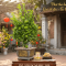 Phật thủ cảnh mini